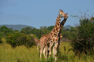 Luxury Kidepo Safari Lodge Packages: The Complete 2026 Luxury Kidepo Safari Lodge Packages: The Complete 2026