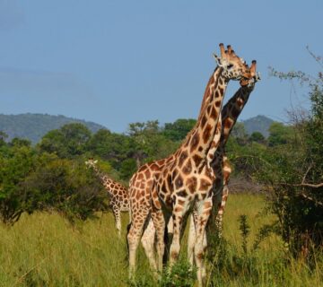 Kidepo Safari and Gorilla Trekking Package: The Ultimate
