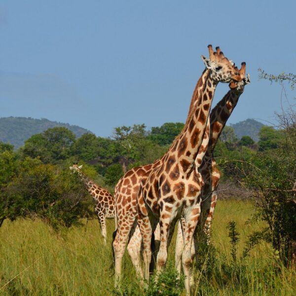 Kidepo Safari and Gorilla Trekking Package: The Ultimate