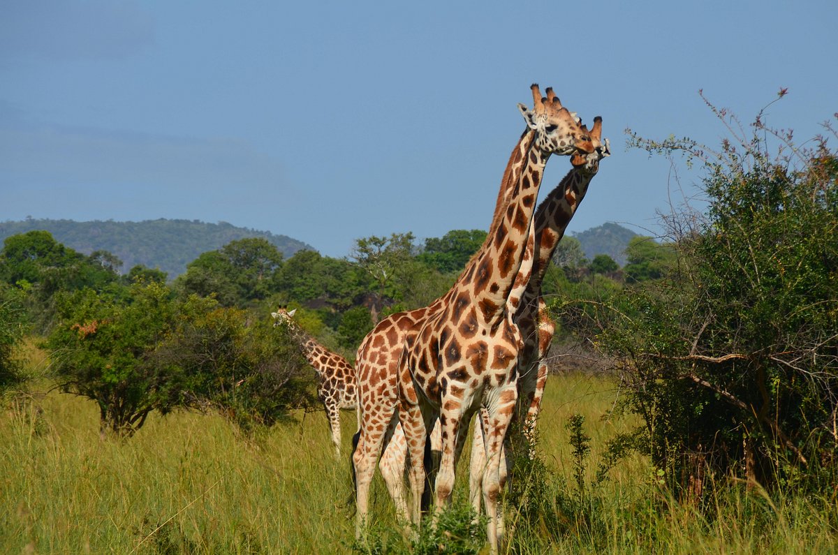 Kidepo Safari and Gorilla Trekking Package: The Ultimate Kidepo Safari and Gorilla Trekking Package: The Ultimate