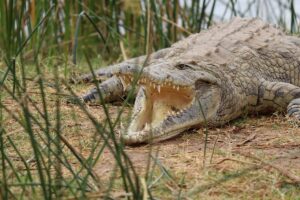 Mombasa Safari Packages: The Ultimate Guide to Kenya Mombasa Safari Packages: The Ultimate Guide to Kenya