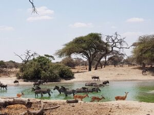Tarangire Safari Packages: The Perfect Guide to Tanzania Tarangire Safari Packages: The Perfect Guide to Tanzania