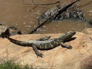 10 Reasons Lake Manyara Is Tanzania Most Underrated 10 Reasons Lake Manyara Is Tanzania Most Underrated