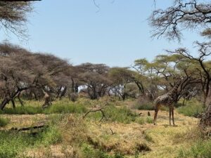10 Reasons Lake Manyara Is Tanzania Most Underrated 10 Reasons Lake Manyara Is Tanzania Most Underrated