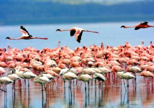 Luxury Lake Manyara Safari: The Ultimate High-End Wildlife Luxury Lake Manyara Safari: The Ultimate High-End Wildlife