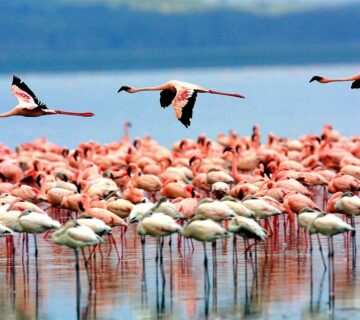 Best Time to Visit Lake Manyara for Flamingos & Wildlife:
