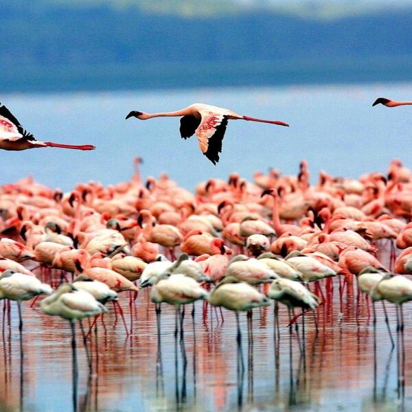 Luxury Lake Manyara Safari: The Ultimate High End Wildlife