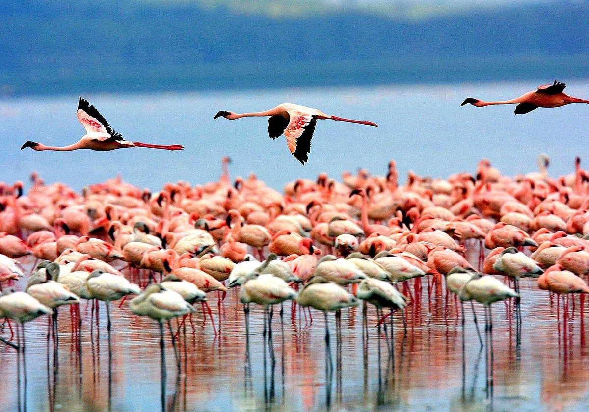 Best Time to Visit Lake Manyara for Flamingos & Wildlife: Luxury Lake Manyara Safari: The Ultimate High End Wildlife