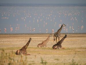 1 Day Lake Manyara Safari from Arusha: Is It Worth It 1 Day Lake Manyara Safari from Arusha: Is It Worth It