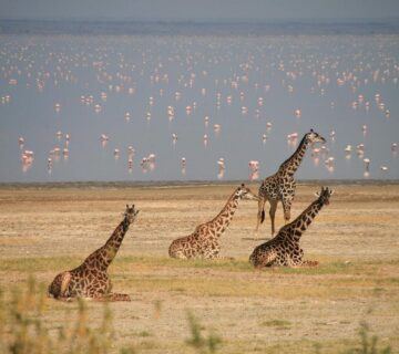 Lake Manyara Safari Packages: Best Tours for Every Budget