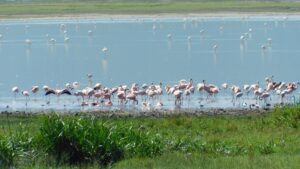 Lake Manyara Safari Cost: Complete 2026 Price Guide Lake Manyara Safari Cost: Complete 2026 Price Guide