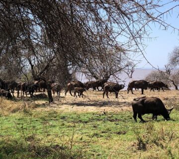 10 Reasons Lake Manyara Is Tanzania Most Underrated