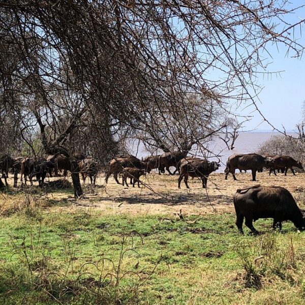 gorilla trekking 10 Reasons Lake Manyara Is Tanzania Most Underrated