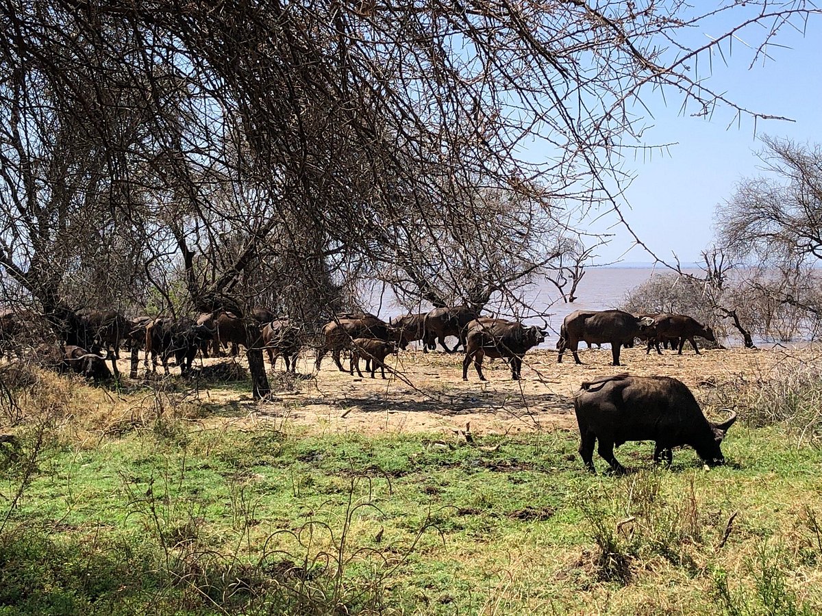 10 Reasons Lake Manyara Is Tanzania Most Underrated 10 Reasons Lake Manyara Is Tanzania Most Underrated