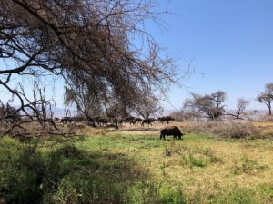 Lake Manyara Safari Cost: Complete 2026 Price Guide Lake Manyara Safari Cost: Complete 2026 Price Guide