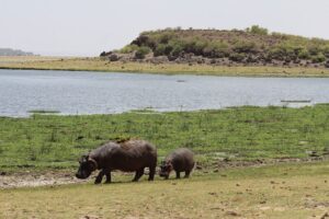 Lake Nakuru Safari with Accommodation: The Complete 2026 Lake Nakuru Safari with Accommodation: The Complete 2026