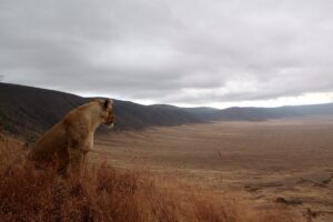 Ngorongoro Crater Honeymoon Package: The Top Most Ngorongoro Crater Honeymoon Package: The Top Most
