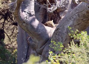 1 Day Lake Manyara Safari from Arusha: Is It Worth It 1 Day Lake Manyara Safari from Arusha: Is It Worth It