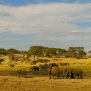 Tarangire Safari Packages: The Perfect Guide to Tanzania Tarangire Safari Packages: The Perfect Guide to Tanzania
