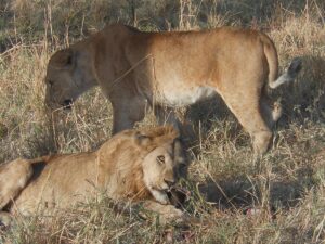 Book Kidepo Safari Online: The Best 2026 Guide Book Kidepo Safari Online: The Best 2026 Guide