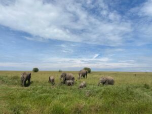 Why Amboseli Is Kenya Best Safari Park for Elephant Lovers