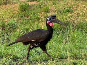 Luxury Safari Murchison Falls: The Ultimate Guide Luxury Safari Murchison Falls: The Ultimate Guide