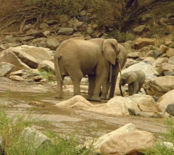 How to Book a Lake Manyara Safari Without Overpaying: