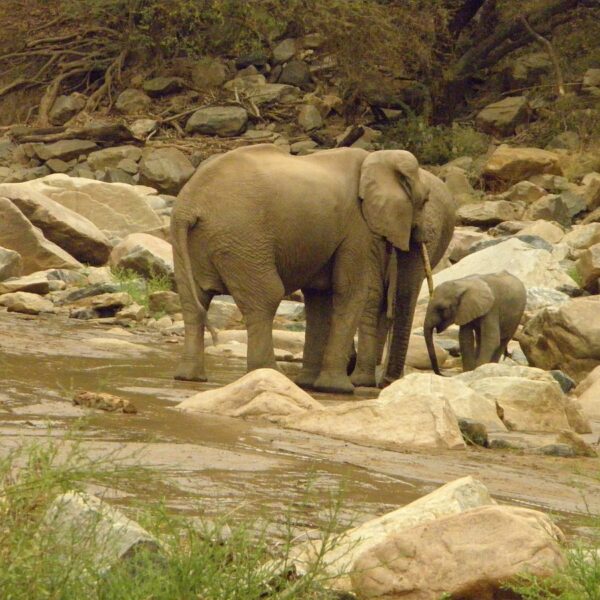 How to Book a Lake Manyara Safari Without Overpaying: