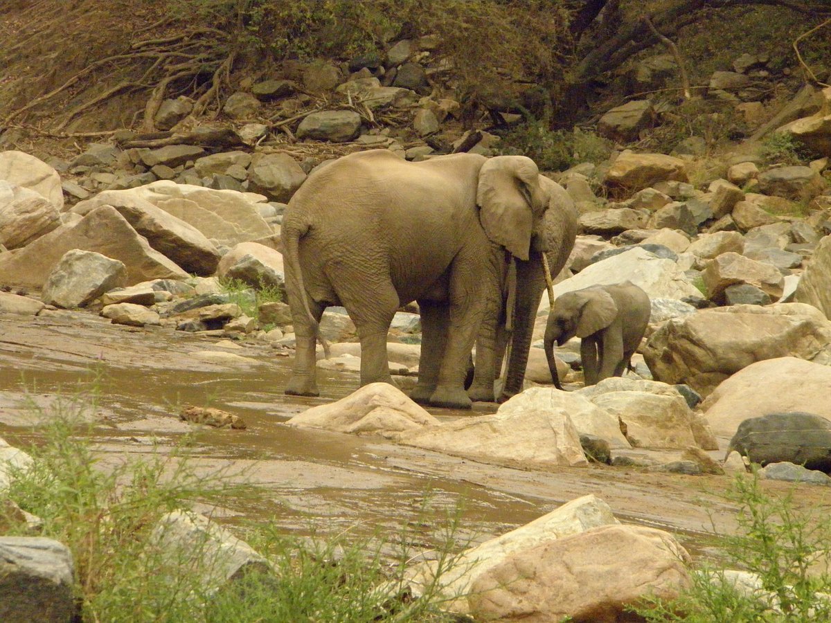 How to Book a Lake Manyara Safari Without Overpaying: How to Book a Lake Manyara Safari Without Overpaying: