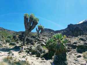Kilimanjaro Guided Tours: The Best 2026 Guide to Reaching Kilimanjaro Guided Tours: The Best 2026 Guide to Reaching