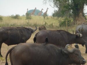 Best Murchison Falls Safari Deal: The Ultimate Guide