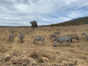 Lake Nakuru Safari with Accommodation: The Complete 2026 Lake Nakuru Safari with Accommodation: The Complete 2026