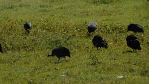 Ngorongoro Crater Safari for Families: The Ultimate Ngorongoro Crater Safari for Families: The Ultimate