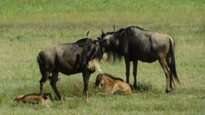 Ngorongoro Crater Safari for Families: The Ultimate Ngorongoro Crater Safari for Families: The Ultimate