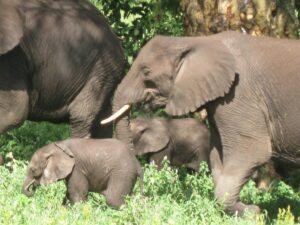 Ngorongoro Crater Safari Cost Per Person: Complete 2026 Ngorongoro Crater Safari Cost Per Person: Complete 2026