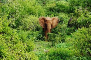 Ngorongoro Crater Budget Safari: How to Experience Tanzania Ngorongoro Crater Budget Safari: How to Experience Tanzania