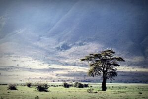 Ngorongoro Crater Private Game Drive: The Best Exclusive