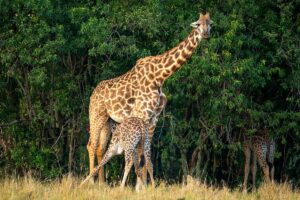 Fly-In Safari Murchison Falls: The Ultimate Luxury Uganda Fly-In Safari Murchison Falls: The Ultimate Luxury Uganda