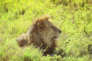 Private Serengeti Safari Tours: The excellent Guide