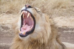 Ngorongoro Crater Safari in Dry Season: Why June to October Ngorongoro Crater Safari in Dry Season: Why June to October