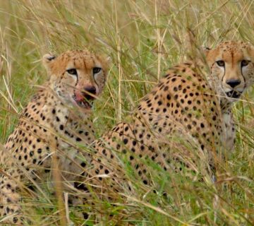 Kidepo Valley National Park Safari Packages: The Ultimate