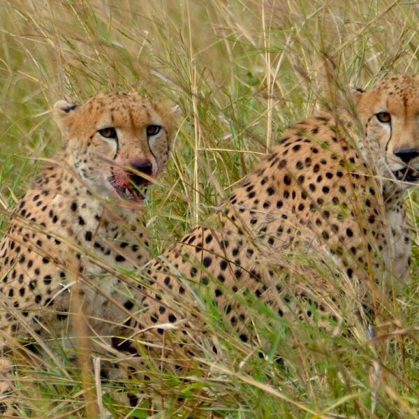Kidepo Valley National Park Safari Packages: The Ultimate