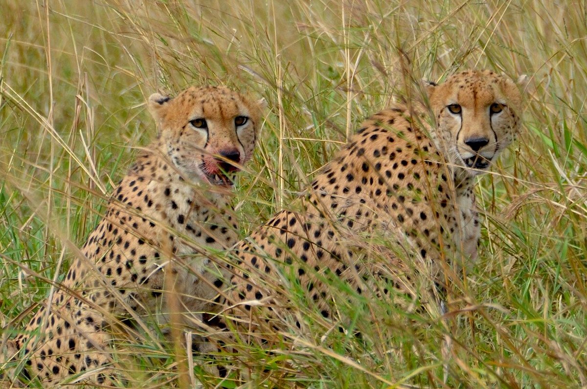Kidepo Valley National Park Safari Packages: The Ultimate Kidepo Valley National Park Safari Packages: The Ultimate