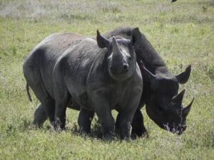 Ngorongoro Crater Safari in Dry Season: Why June to October Ngorongoro Crater Safari in Dry Season: Why June to October