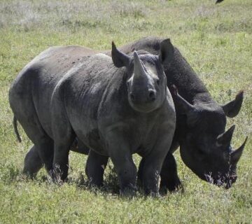 Book Big Five Safari Online: The Ultimate 2026 Guide