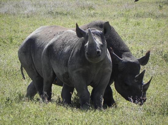Book Big Five Safari Online: The Ultimate 2026 Guide Book Big Five Safari Online: The Ultimate 2026 Guide