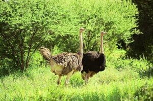 Tarangire Safari Cost: Complete 2026 Guide to Budget,