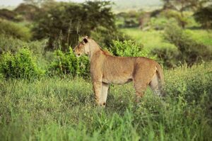 Tarangire Safari Cost: Complete 2026 Guide to Budget,