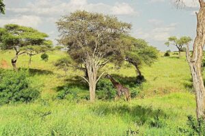 Tarangire Safari Cost: Complete 2026 Guide to Budget,