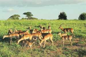 Tarangire Safari Cost: Complete 2026 Guide to Budget,